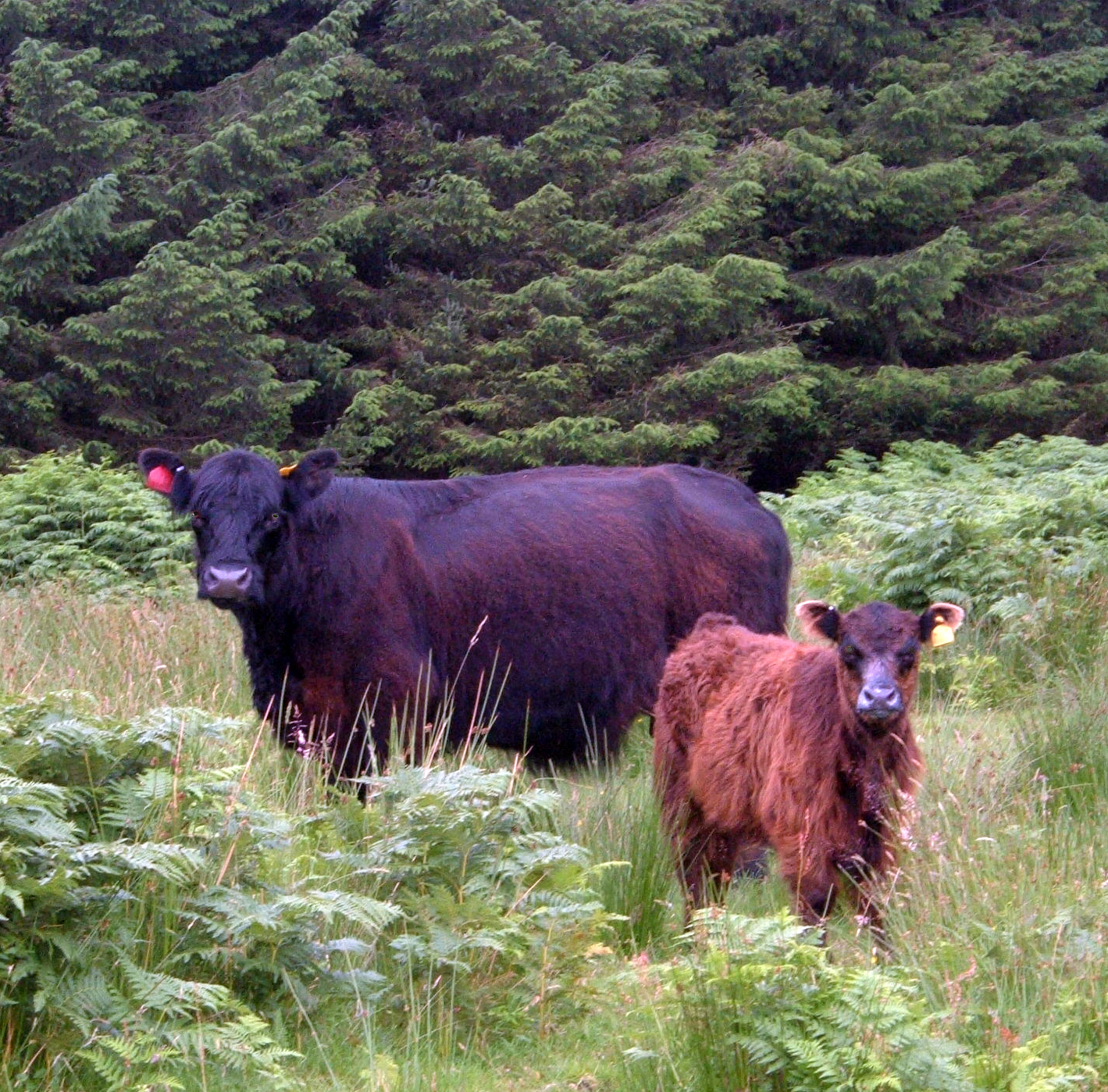 galloways